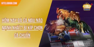 Hôm nay đá gà màu nào mạnh nhất? Bí kíp chọn gà chuẩn